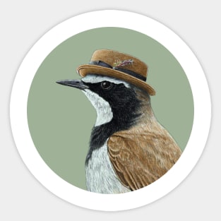 Capped wheatear Sticker